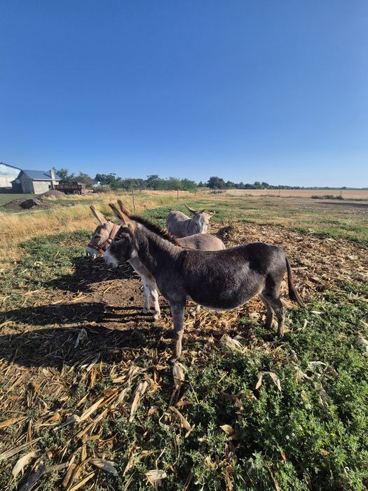 Magarete gestante de vanzare!