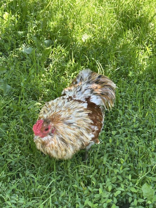 Vand gaini metis ,araucana,ameraucana ,wyandotte argintiu