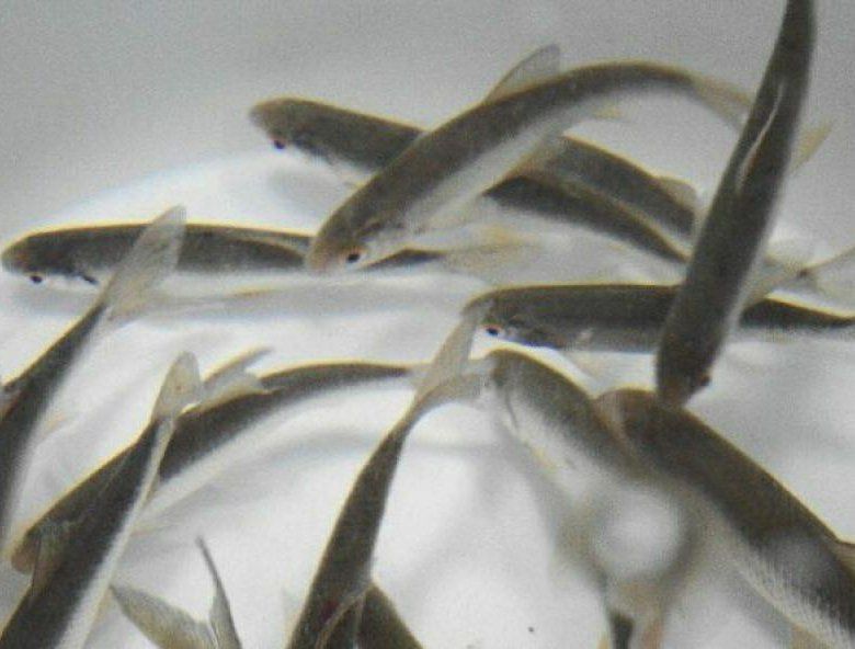 Продам живца оптом самовывоз сергеевка