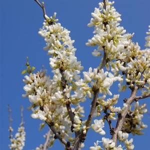 Cercis Shirobana