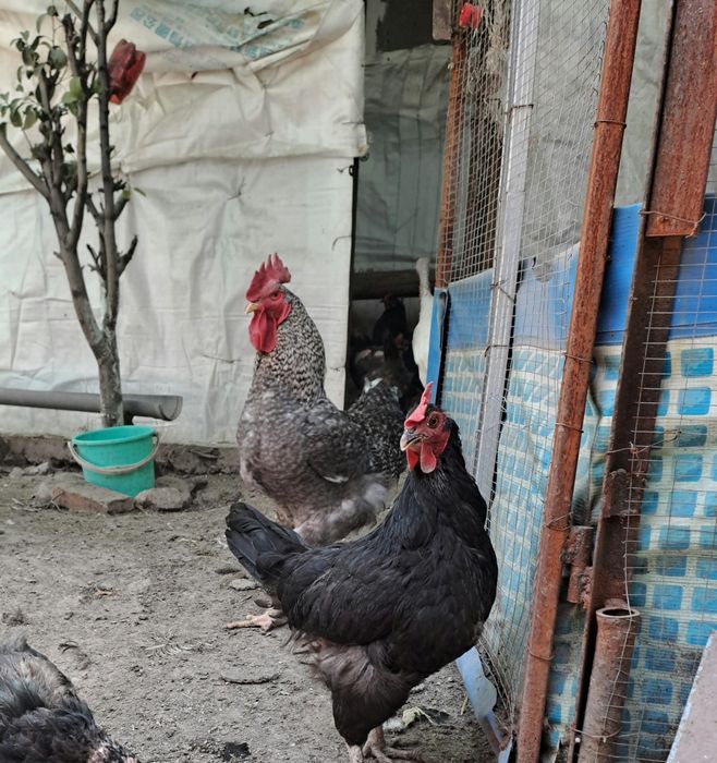 Продам домашних курей