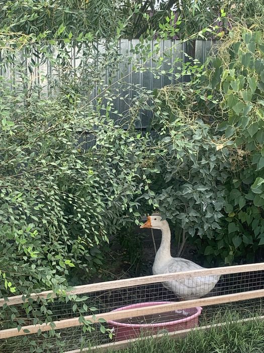 Үлкен 2 қаз, 15000 саудасы бар
