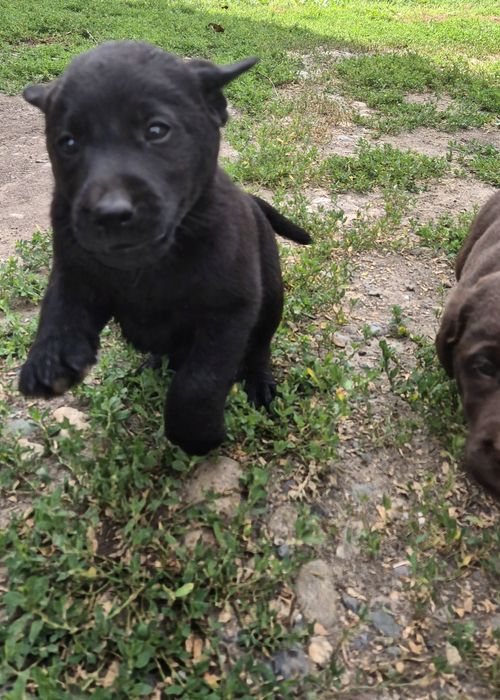 Щенки породы лабрадор