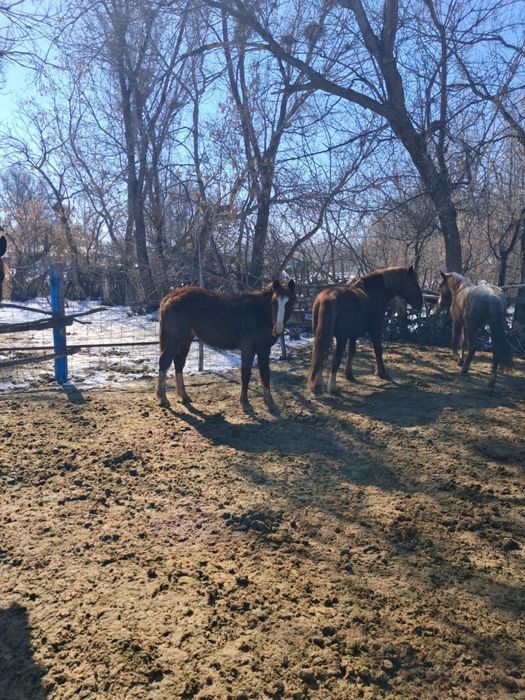 Еркек тайлар . Семиз жаксы