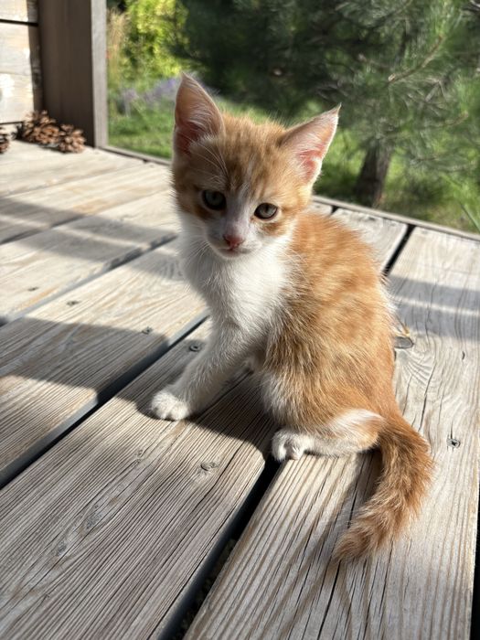 КОТЯТА.  Отдадим бесплатно