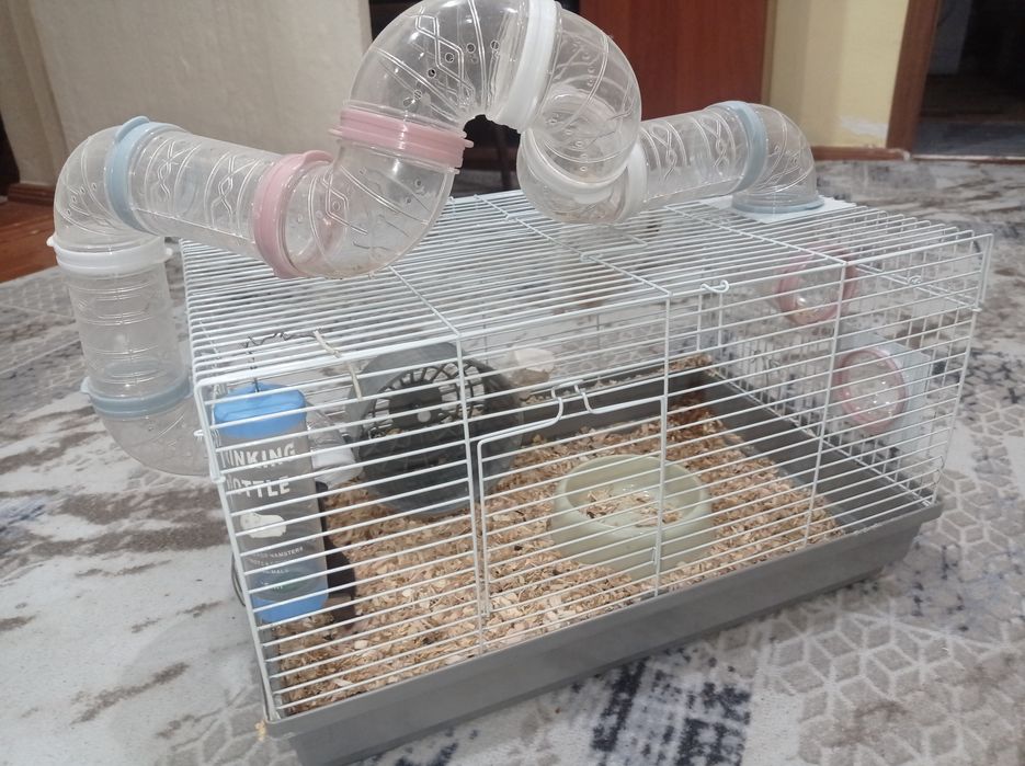 Продам двух хомяков с клеткой