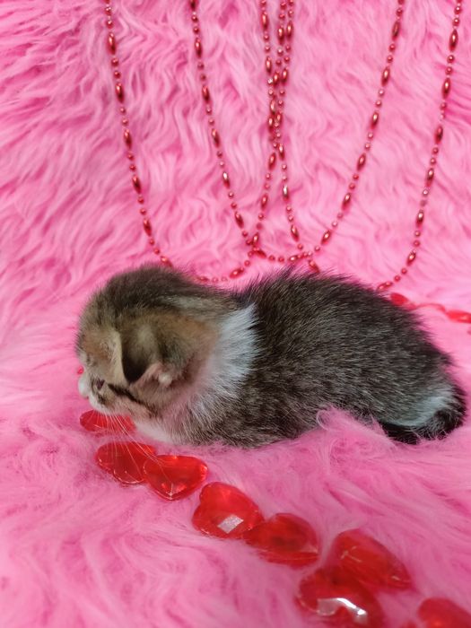 Продам шотландских девочек