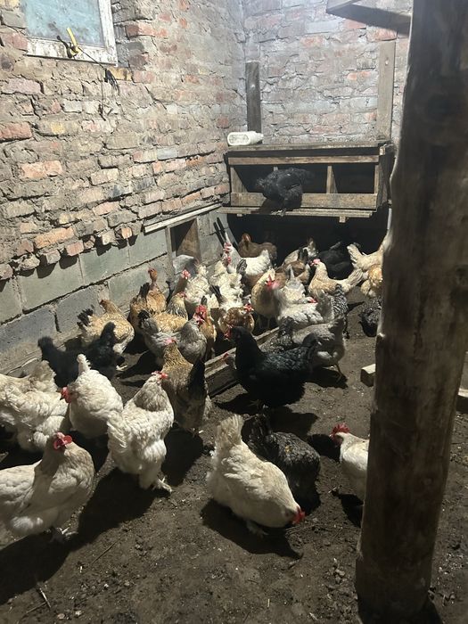 Продам кур домашних
