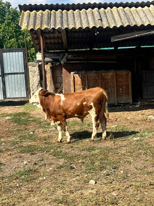 Vițel.