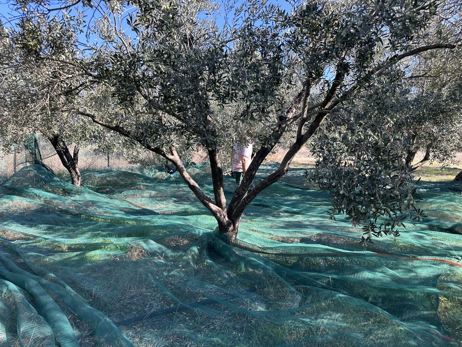 Ulei de masline extravirgin grecia cules personal