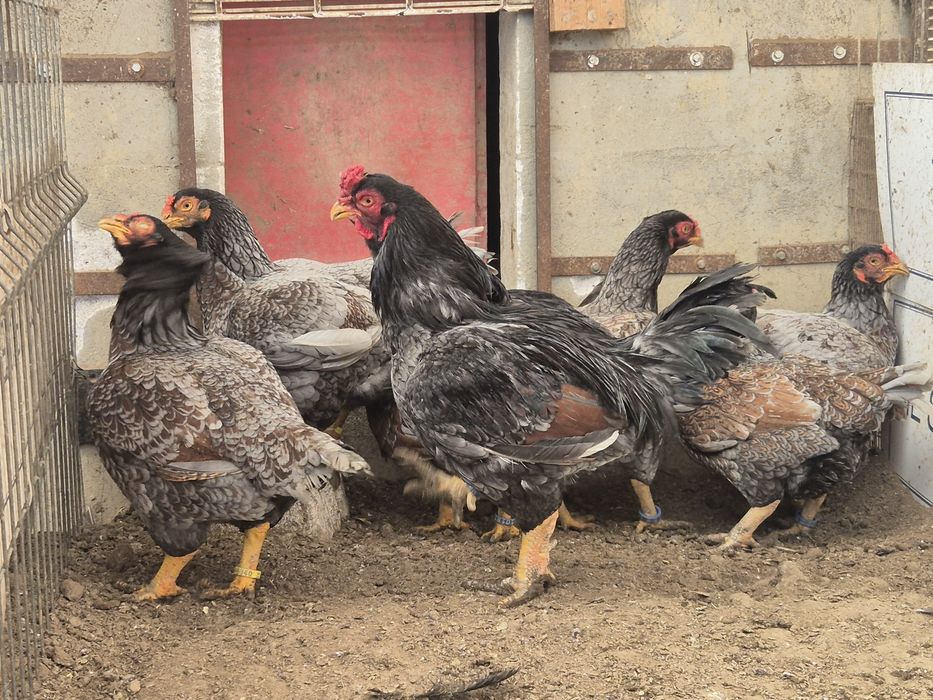 Vând oua ,combatant indian talie mare