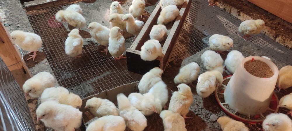 Продам цыплят бройлеров