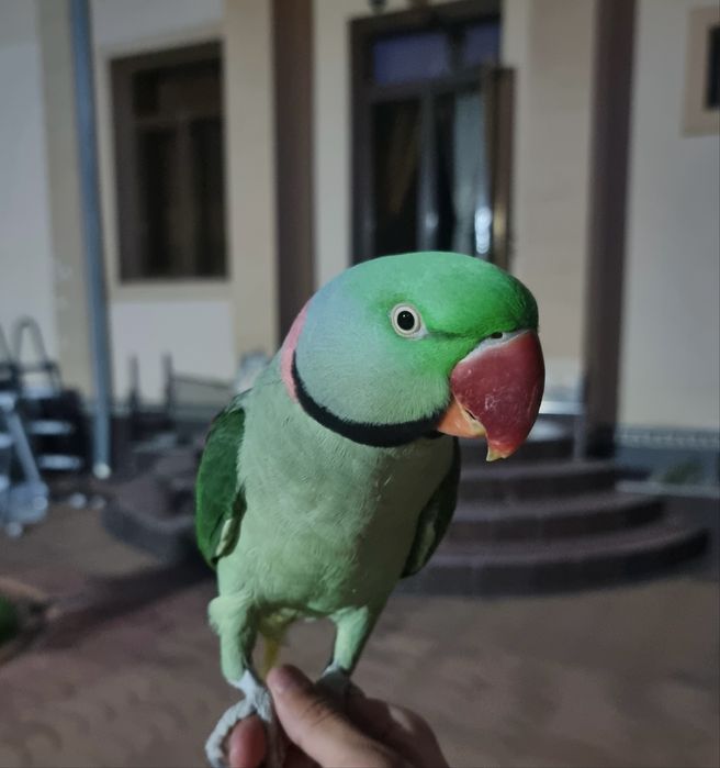 Александрийский попугай пара