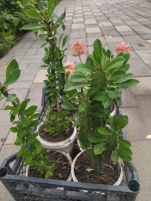 Продам недорого комнатные цветы