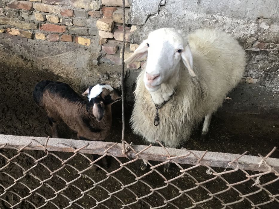 бараны срочно продуются