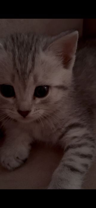 Котёнок маленькая шотланка