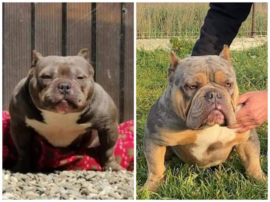 American bully de vanzare Lugoj • OLX.ro