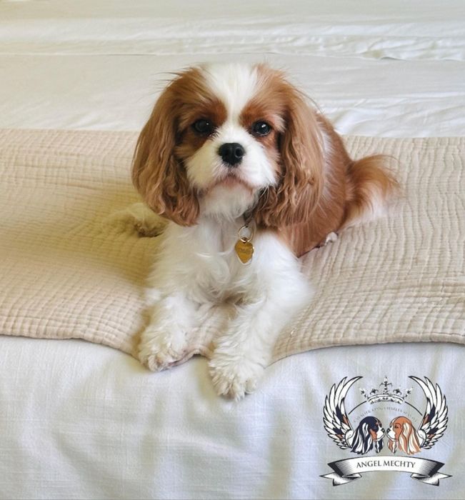 Кавалер Кинг Чарльз Спаниель ранее бронирование
