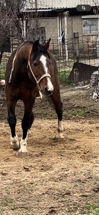 Араб айғыр сатылады. Бағасын келісеміз