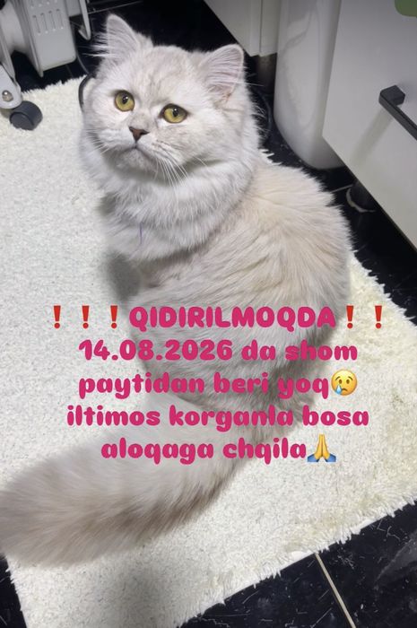 Mushuk qidirilmiqda