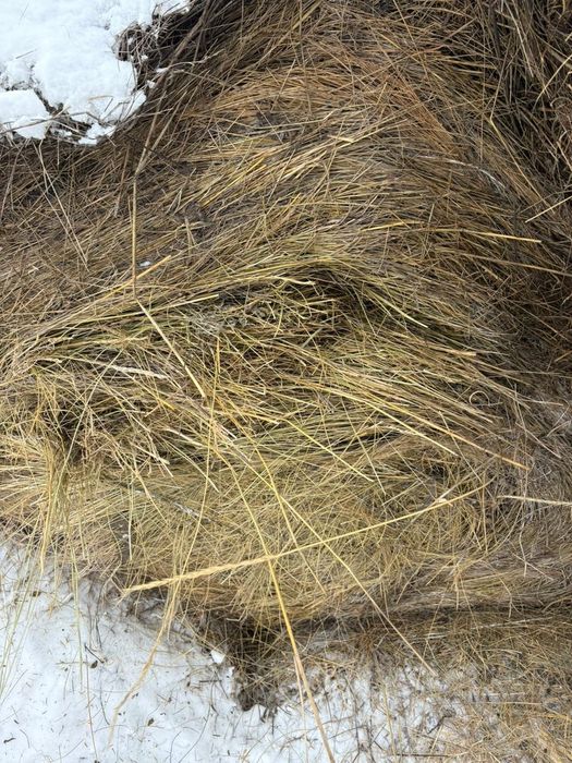 Продам сено в рулонах