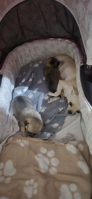 Чихопинчер с ваксина