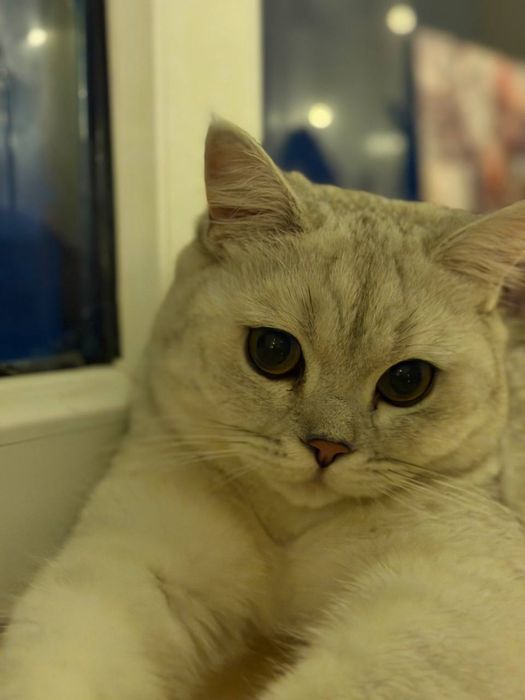 Продам котенка британец