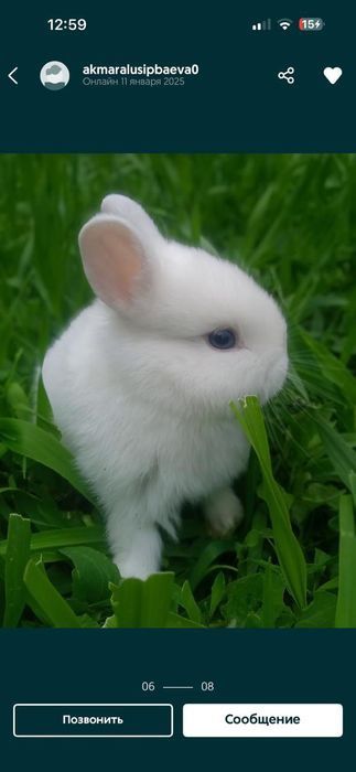 Кролики декаративные