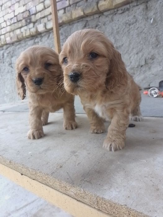 Spanel kucukcla sotiladi toza zot