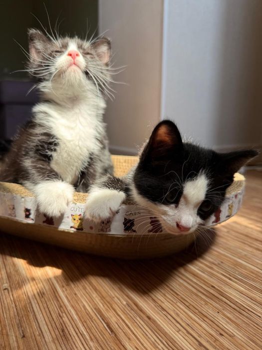 Отдам котят в добрые руки