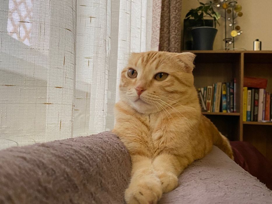 Кошка,вислоухая,2 года