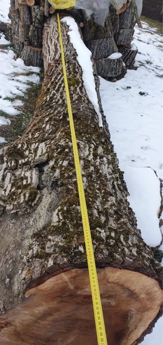 Nuc diametru mare varsta aprox 100 ani