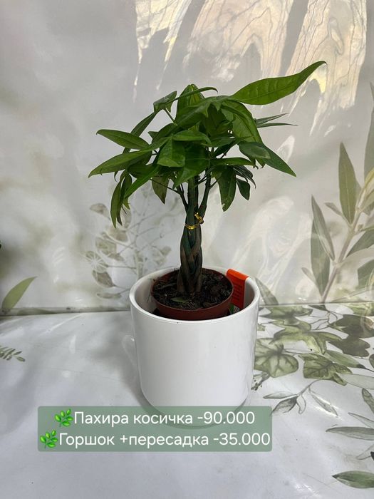 Фитонии и кактусы