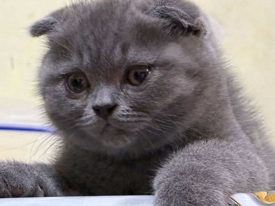 Scottish fold mushug
