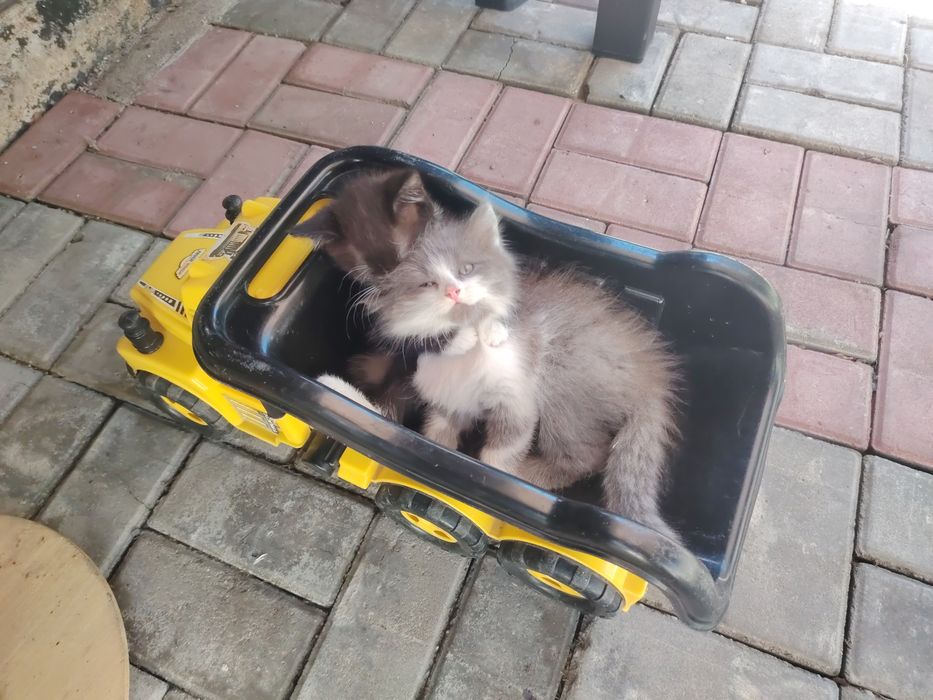 Котята бесплатно, ищут дом
