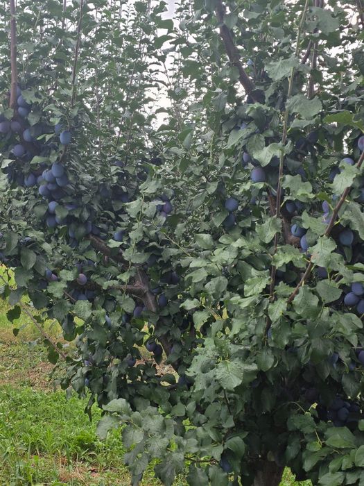 Prune de masă de vânzare EN-GROS