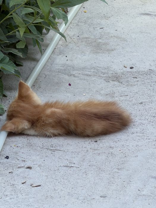 Отдам котят даром