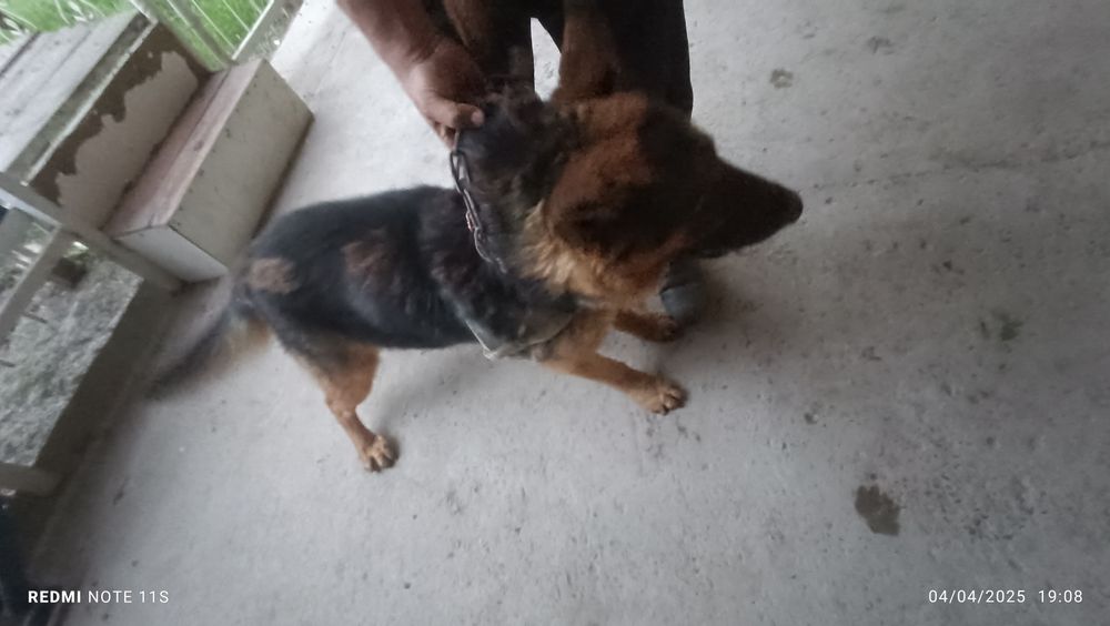 Apsharka nemis 6oylik