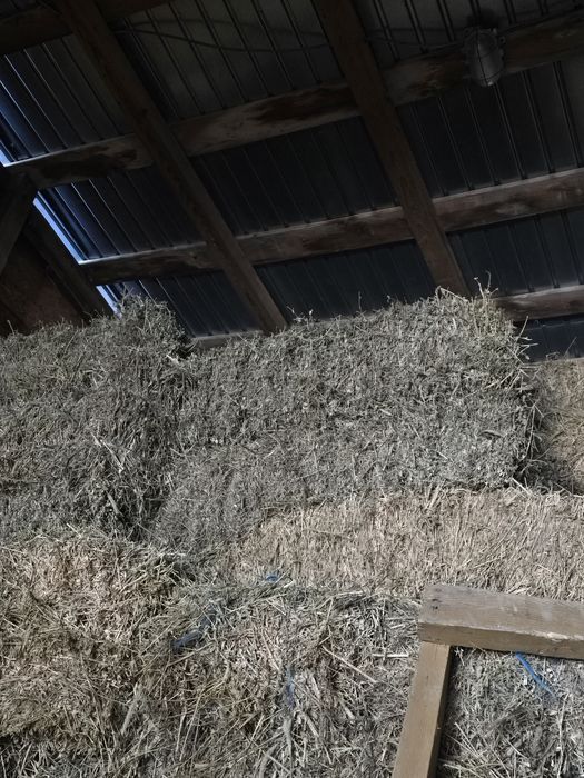 Baloti lucerna de calitate bună