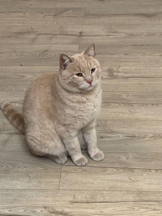 Кот в хорошие руки