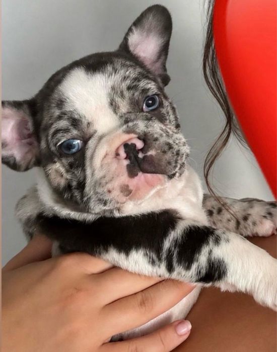 Bulldog francez-Merle(Baietel)
