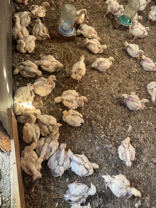 Продаются куры молодка бройлера