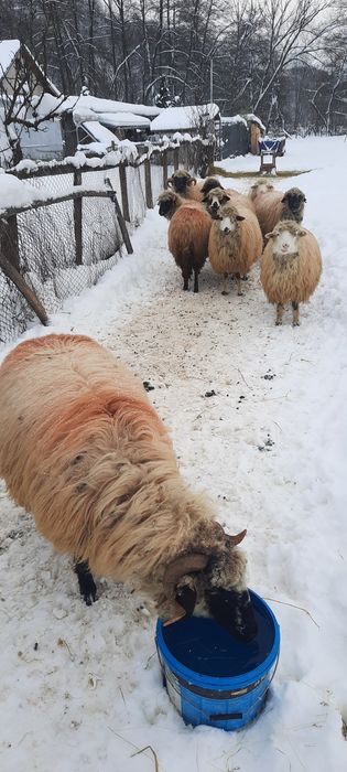 Vând oi.  Preț negociabil!