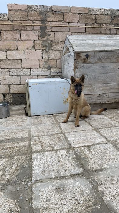 Овчарка күшігі сатылады