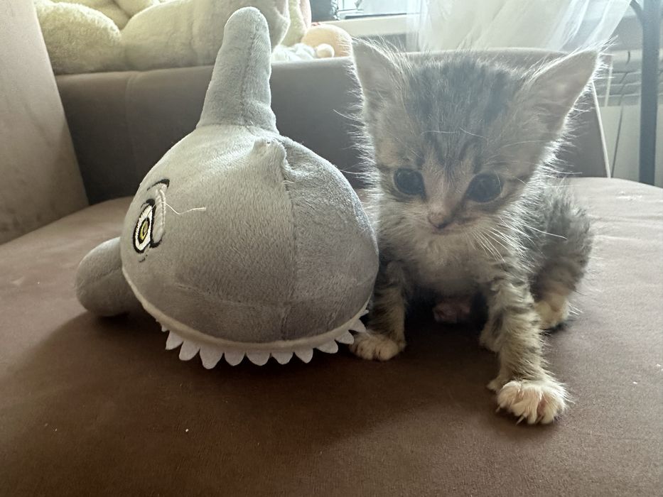 Отдам котенка мальчик