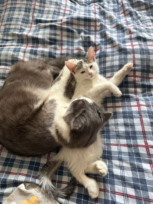 Бесплатная кошка