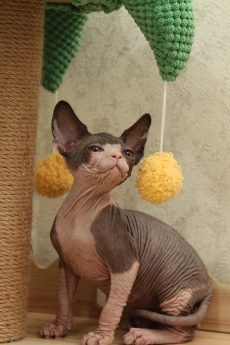 Канадские сфинксы. Котята