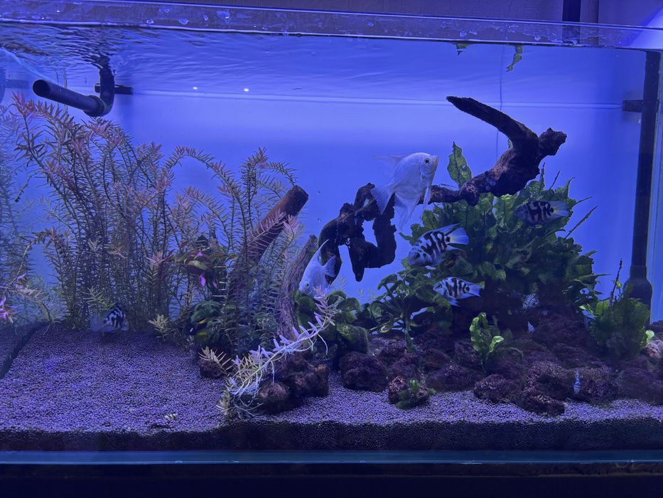 Два аквариума с тумбой и всем содержимым