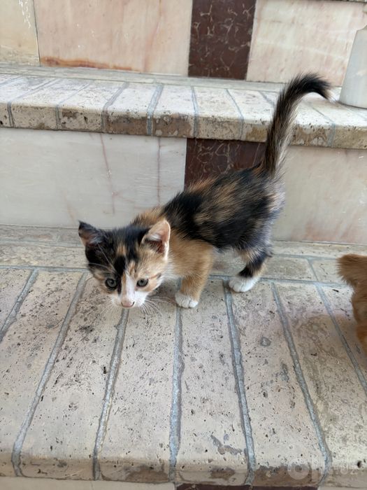 Отдам даром Котят