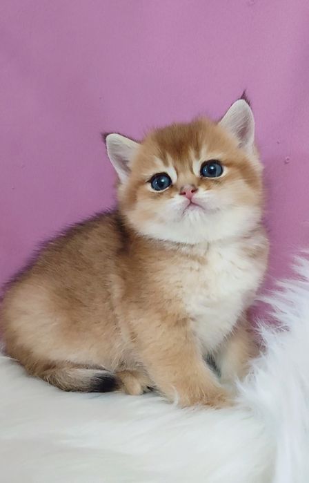 Золотая шиншилла мальчик